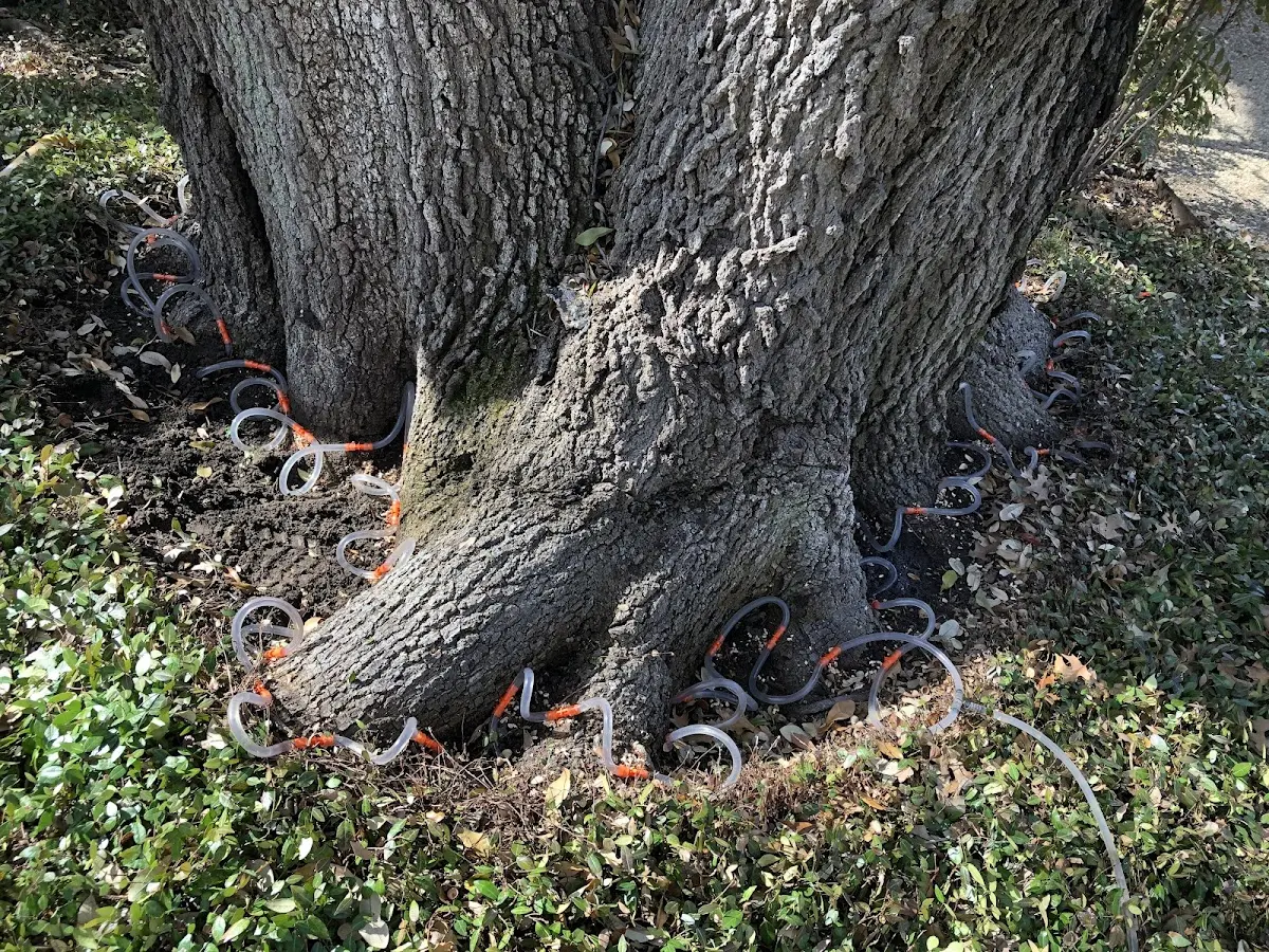 Detailed Tree Cabling and Bracing job site in Junction City